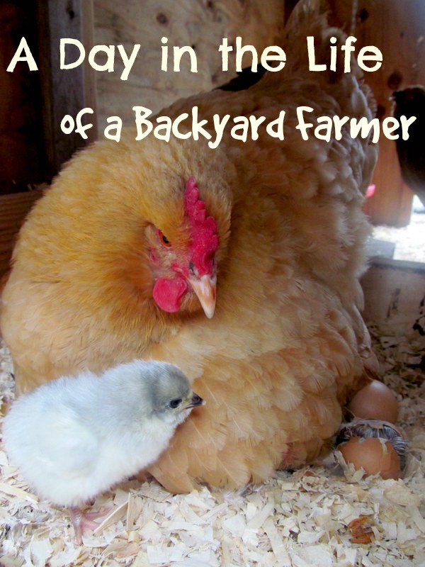 A Day in the Life of a Backyard Farmer