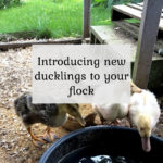 Introducing new ducklings to your flock