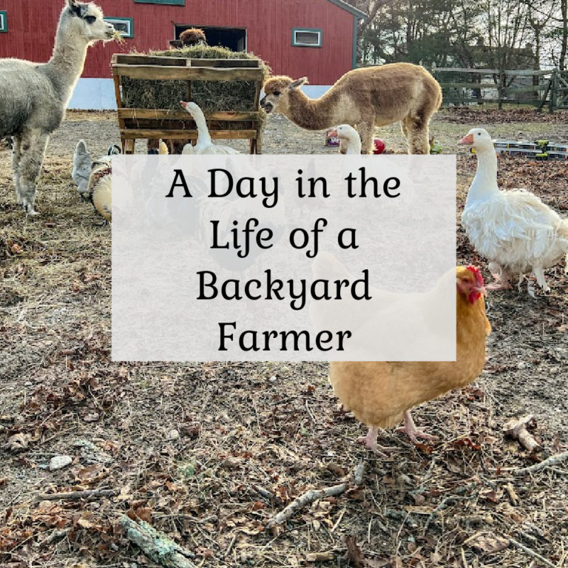The Life of a Backyard Farmer
