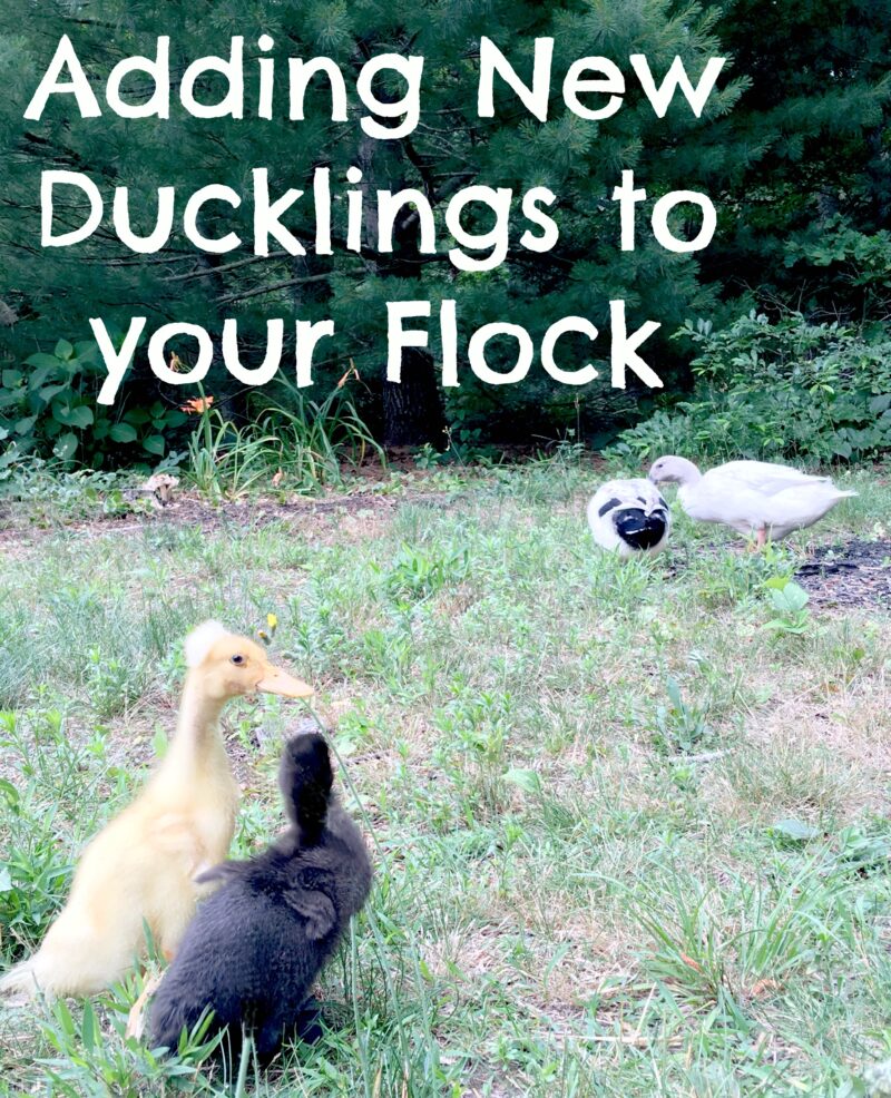 Adding New Ducklings to Your Flock