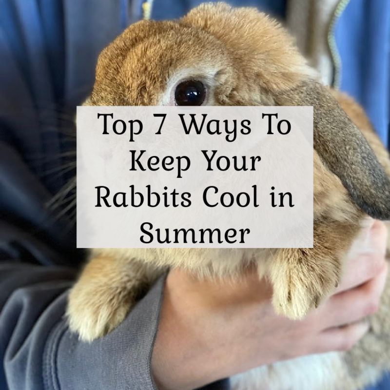 Top 7 Ways to Keep Your Rabbits Cool in Summer