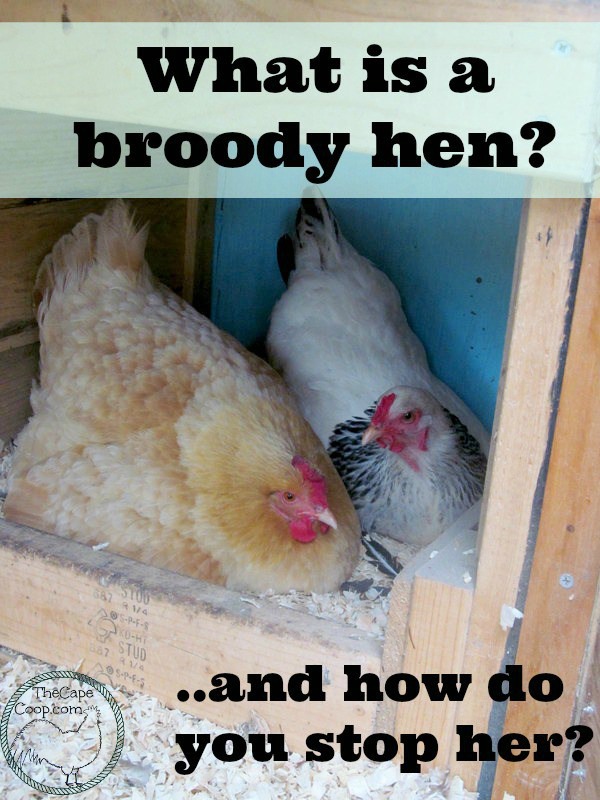 What is a broody hen?