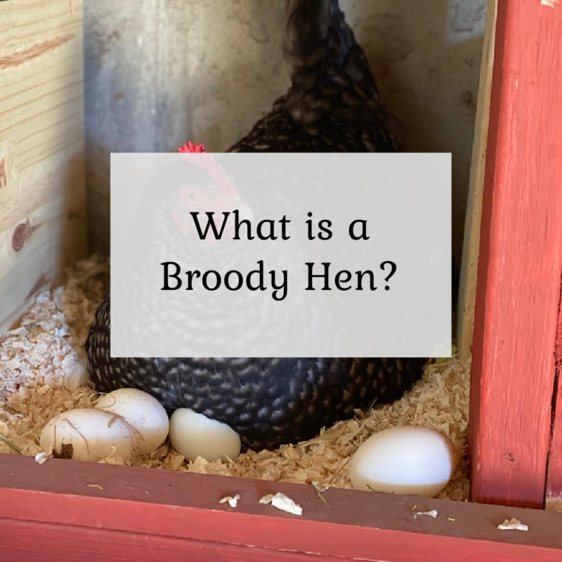 What is a Broody Hen?