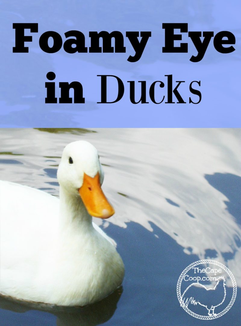 Foamy Eye Disease in Ducks