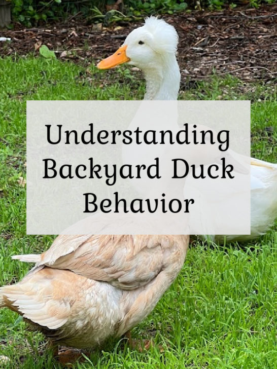 Understanding Backyard Duck Behavior