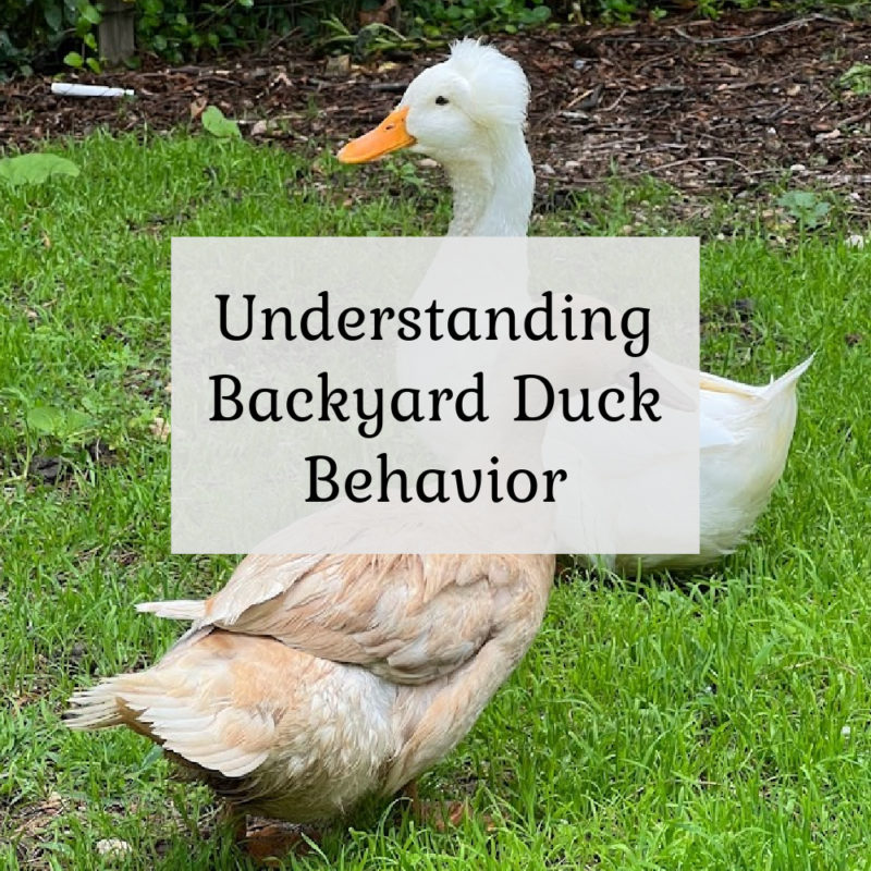 Understanding Backyard Duck Behavior