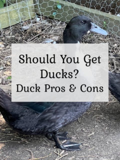 Should you get ducks? Duck Pros & Cons