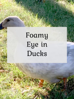 Foamy Eye in Ducks