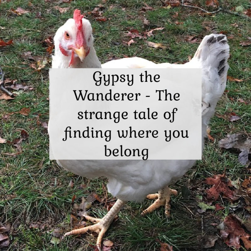 Gypsy the Wanderer - The strange tale of finding where you belong