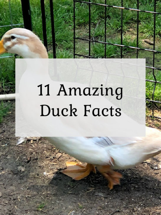 11 Amazing Duck Facts!