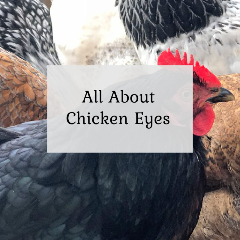 All About Chicken Eyes