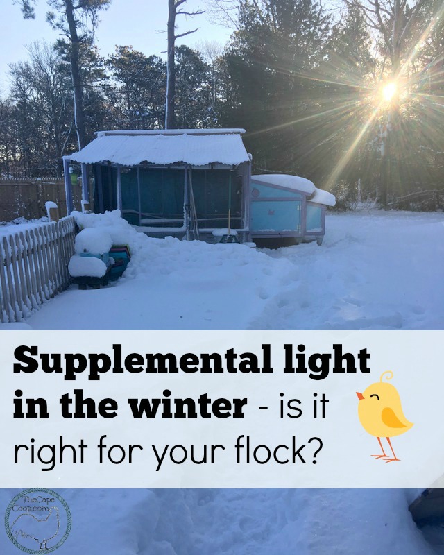 Supplemental Light in the Winter