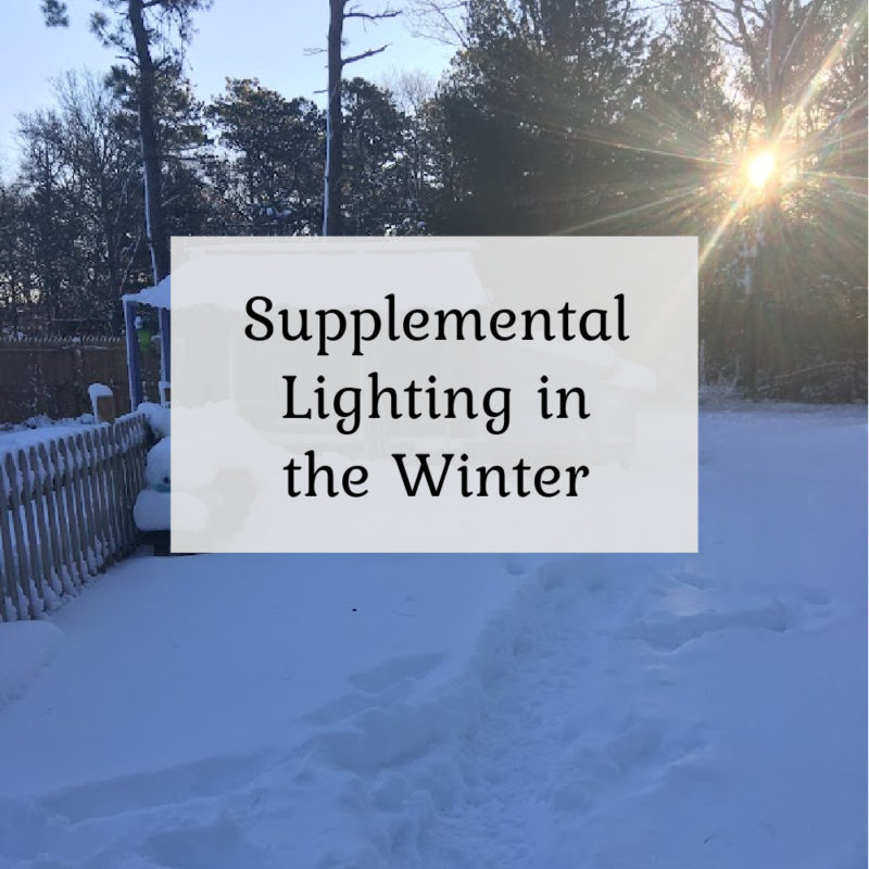 Supplemental Lighting in the Winter