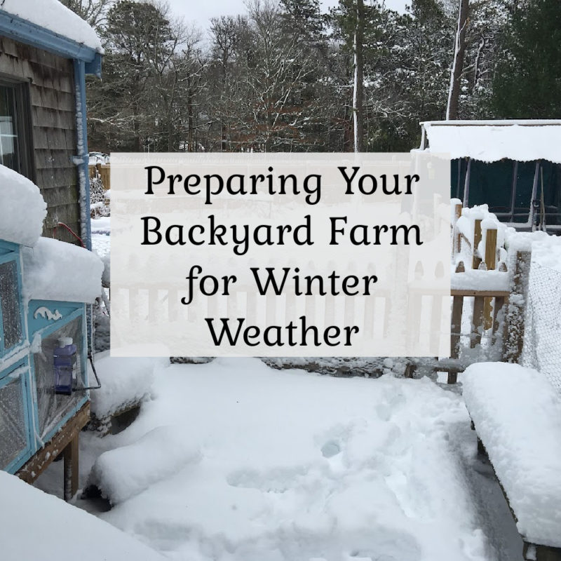 Preparing your Backyard Farm for Winter Weather