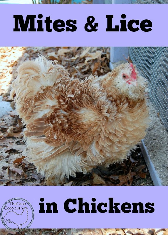 Mites & Lice in Chickens