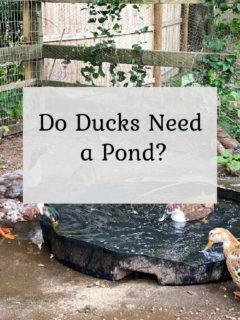 Do ducks need a pond?