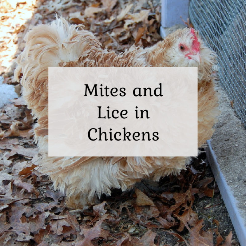 Mites and Lice in Chickens