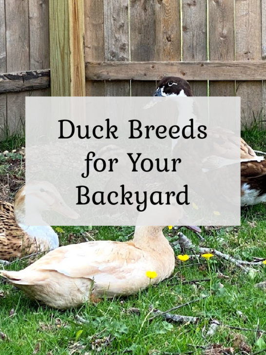 Great Backyard Duck Breeds