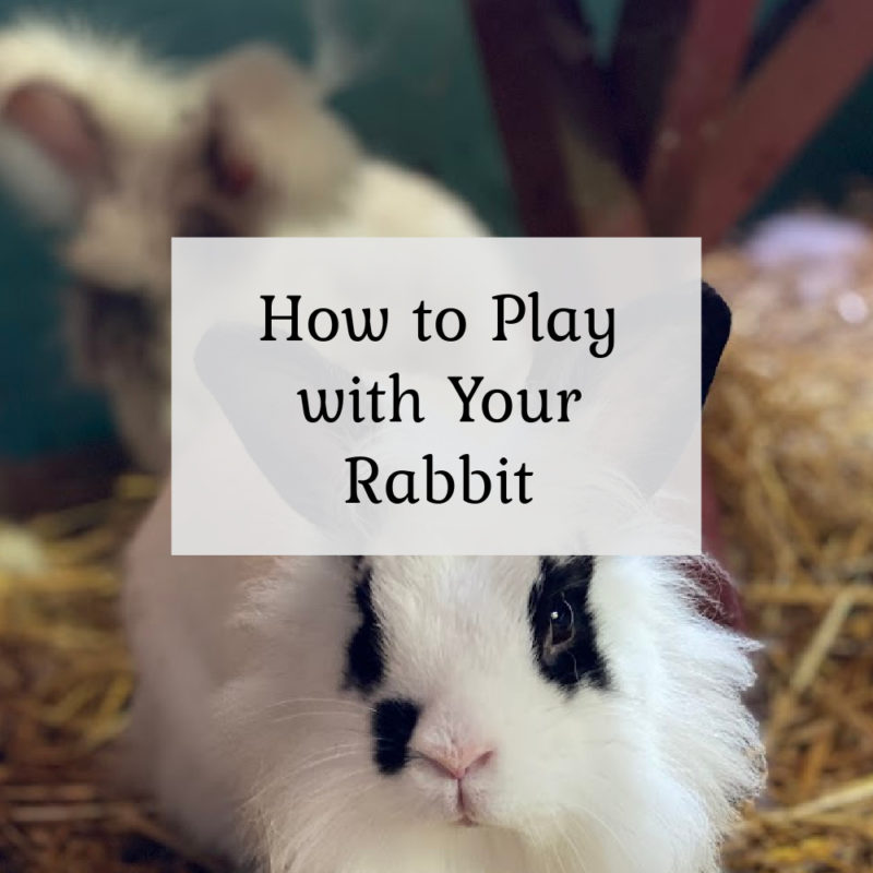 How to Play with Your Rabbit