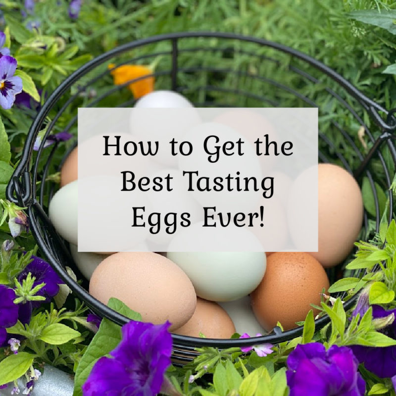 How to get the best tasting eggs ever!