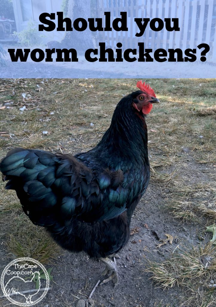 Should you worm chickens?