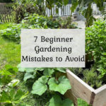 7 Beginner Gardening Mistakes to Avoid