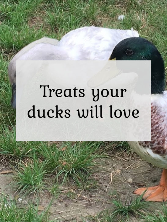 Treats your ducks will love!