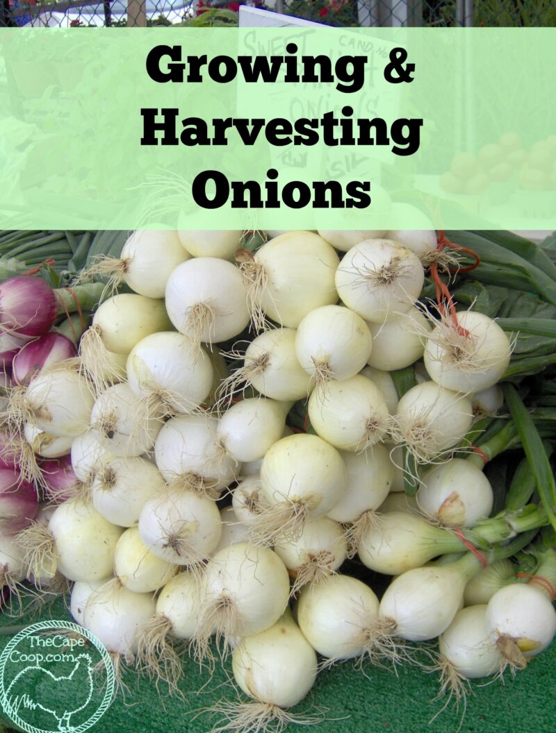 Growing & Harvesting Onions