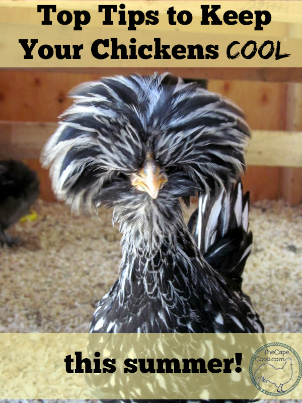 Top Tips to Keep your Chickens Cool This Summer