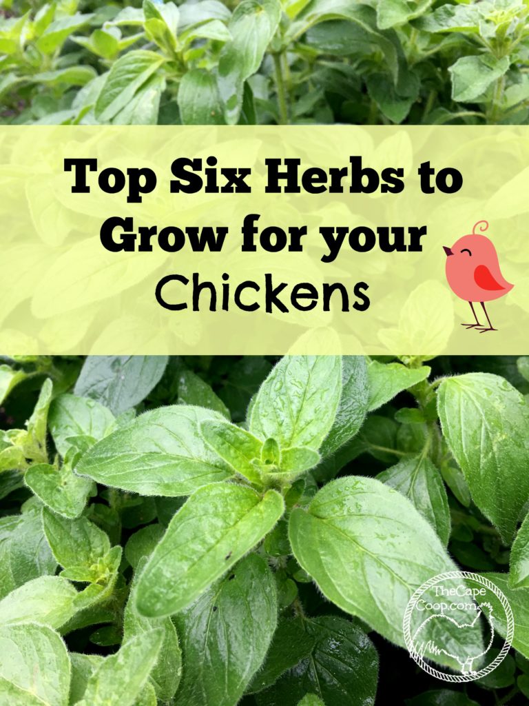 Top 6 Herbs to Grow for Your Chickens