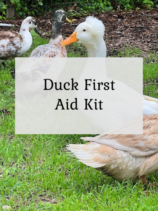 Duck First Aid Kit & Duck Health