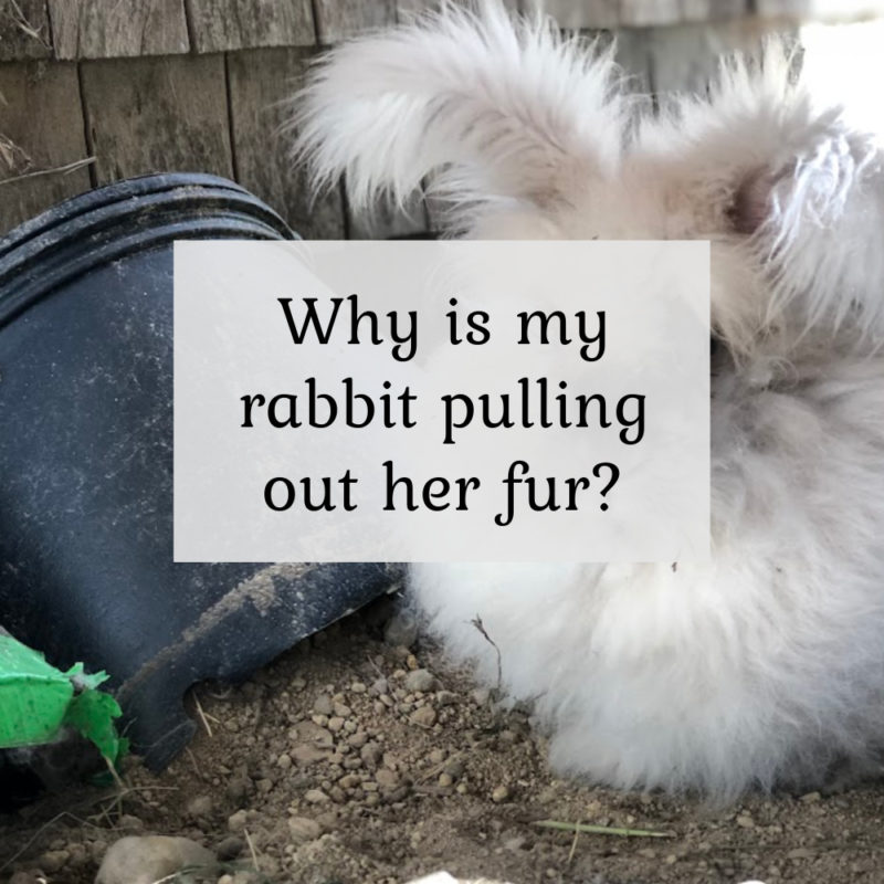 Why is my rabbit pulling out her fur?