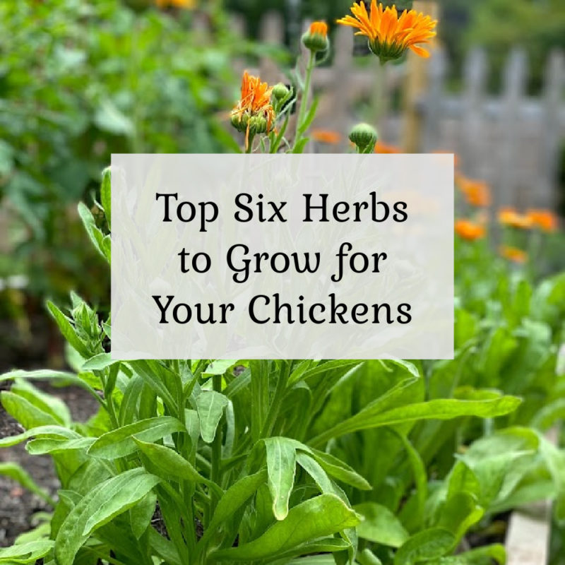 Top Six Herbs to Grow for Chickens
