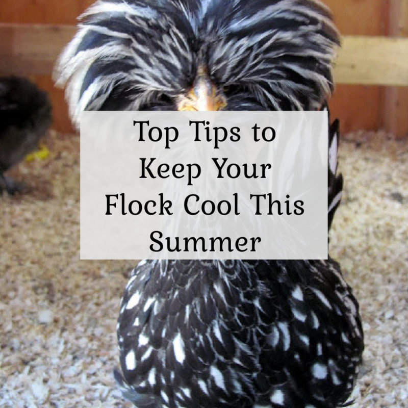 Top Tips to Keep Your Chickens Cool this Summer