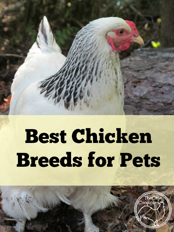 Best Chicken Breeds for Pets