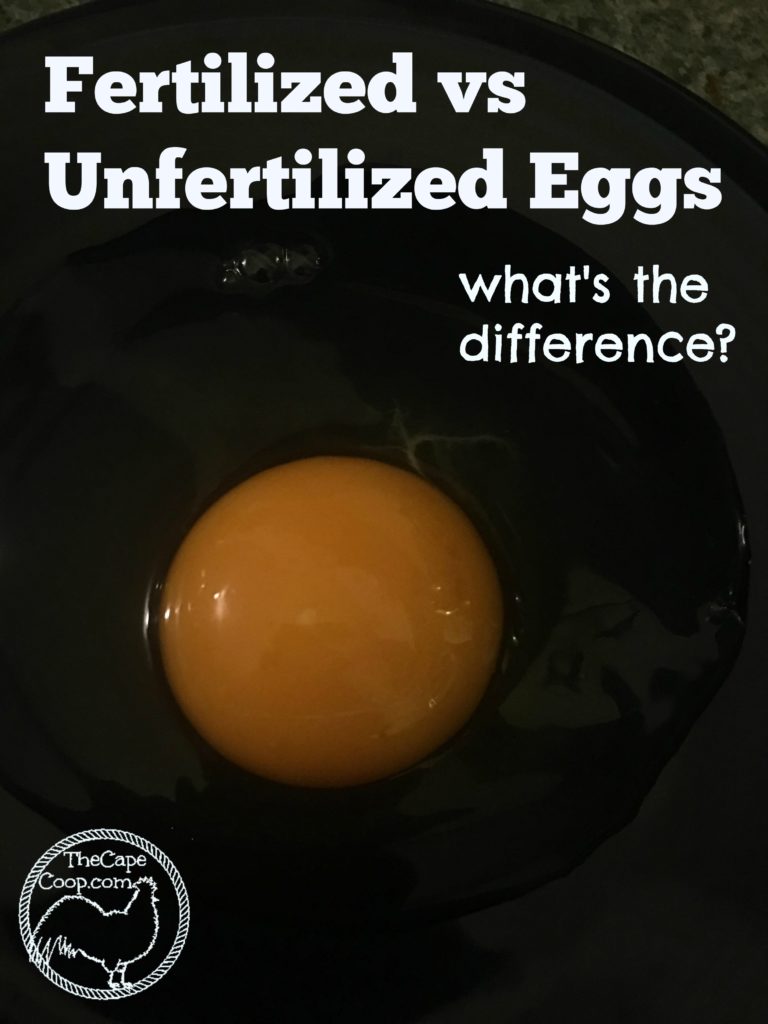 Fertilized vs Unfertilized Eggs