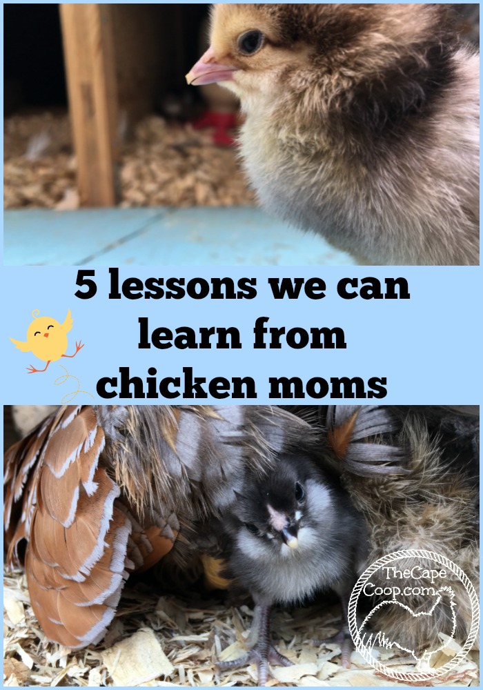 Five lessons we can learn from chicken moms