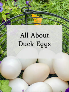 All about duck eggs