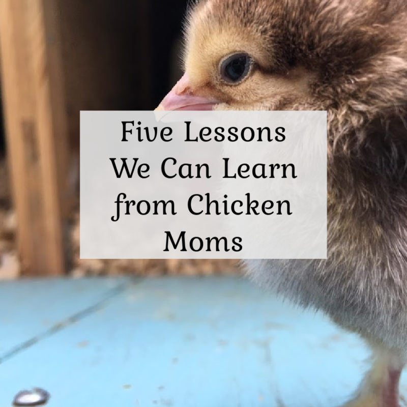 5 Lessons We Can Learn from Chicken Moms