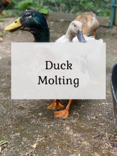 Duck Molting