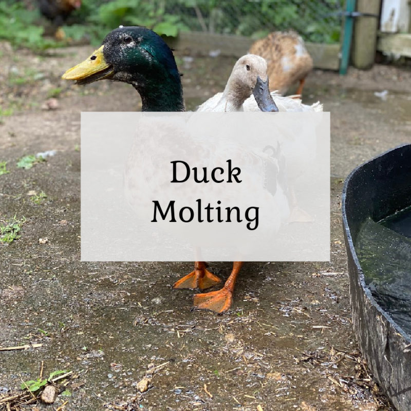 Duck Molting