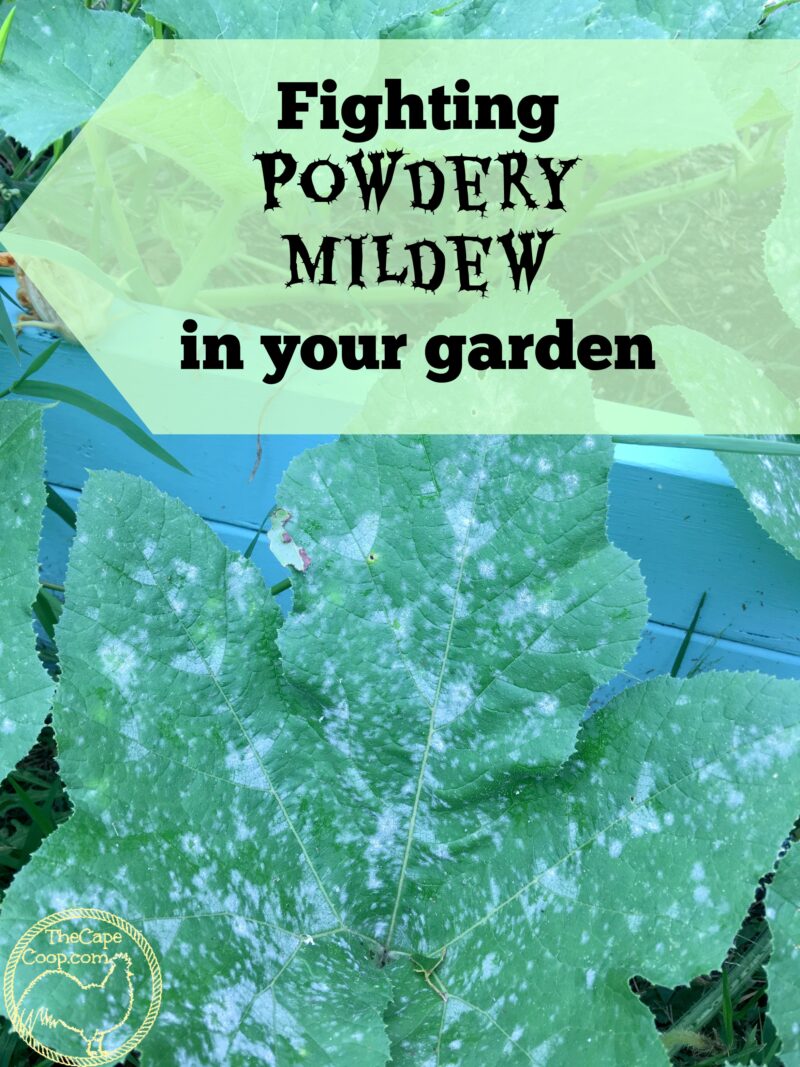 Fighting Powdery Mildew in your Garden