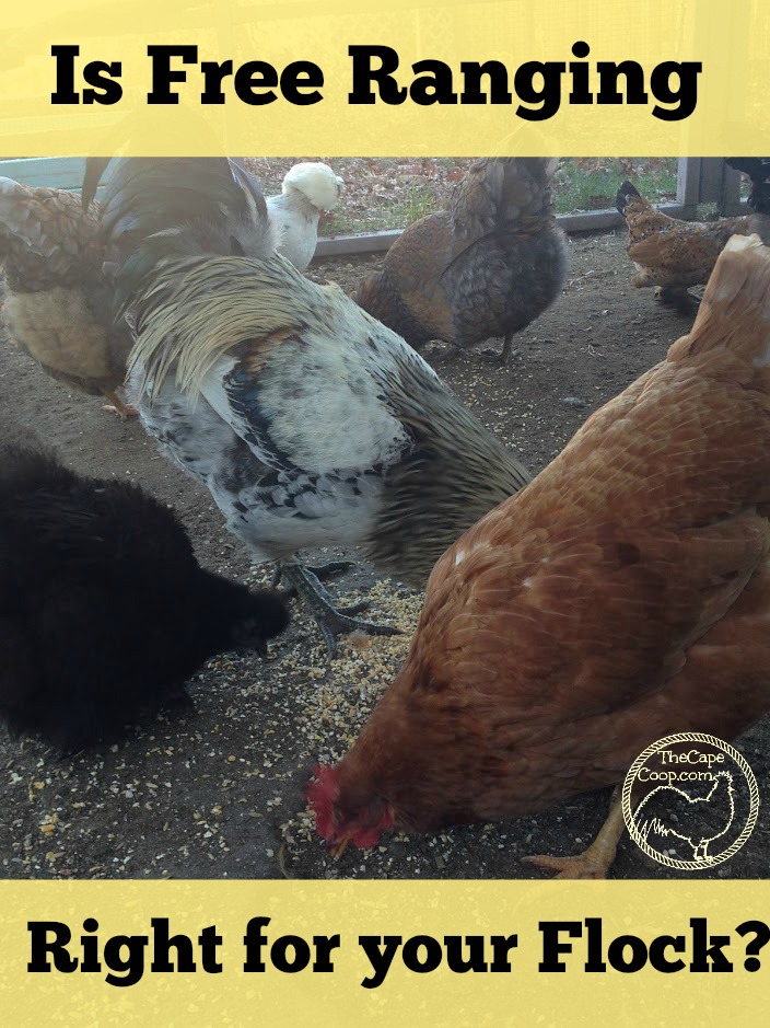 Is free ranging right for your flock?