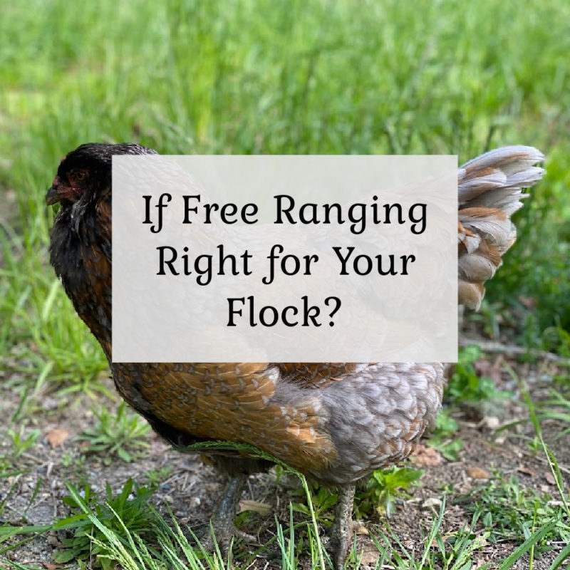 Is Free Ranging Right for your Flock?