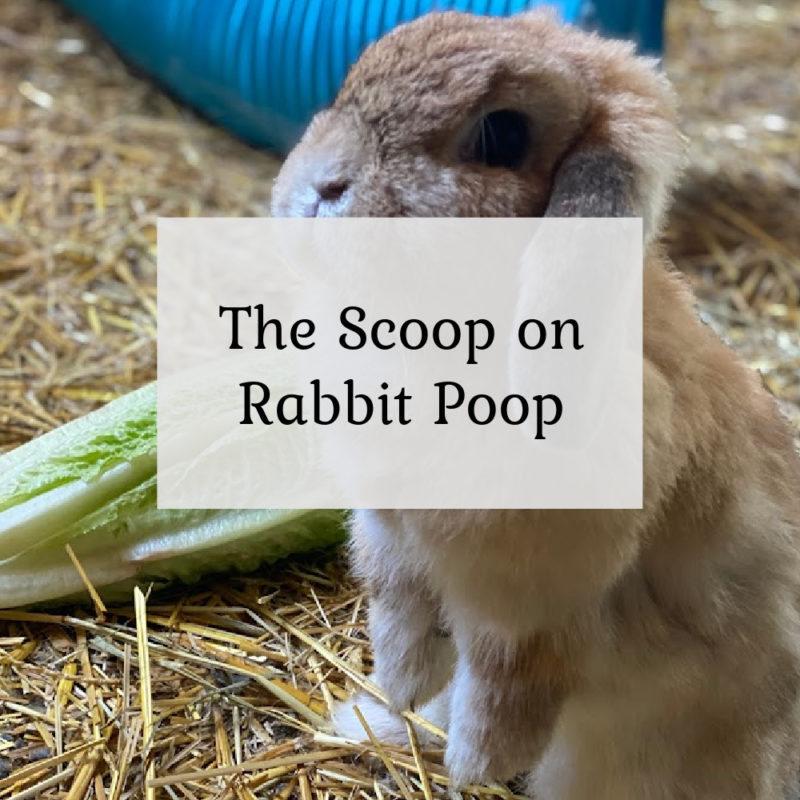 The Scoop on Rabbit Poop