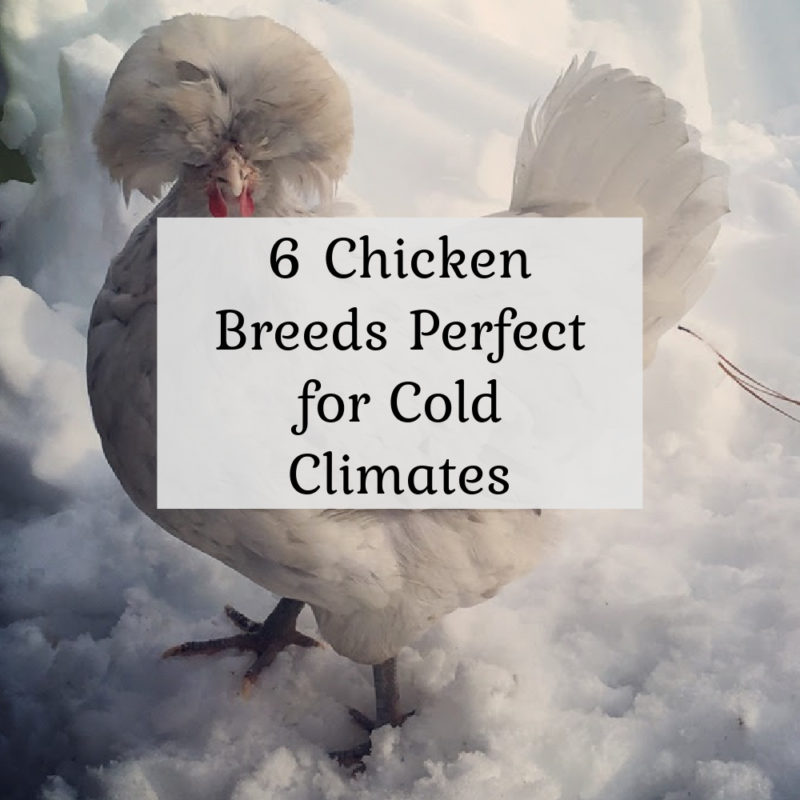 6 Chicken Breeds Perfect for Cold Climates – and 2 that are not!