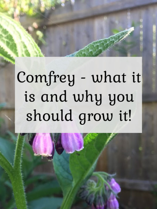 Comfrey what is it & why you should grow it