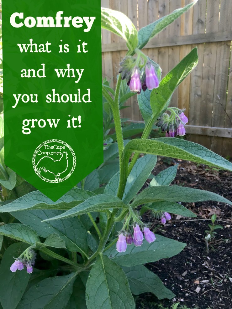 Comfrey what is it & why you should grow it