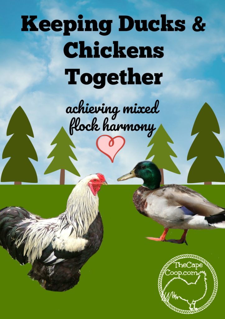 Keeping Ducks & Chickens Together