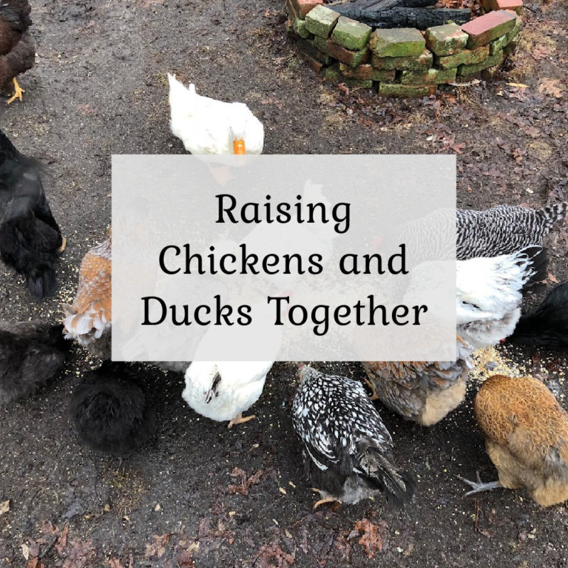 Raising Chickens and Ducks Together